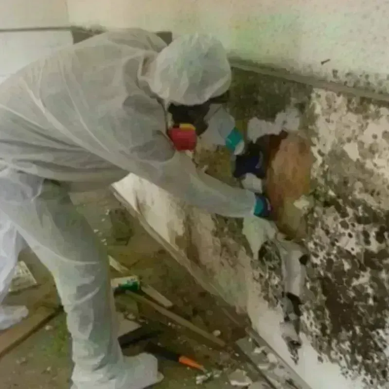 Mold Remediation and Removal in Lake Barrington, IL